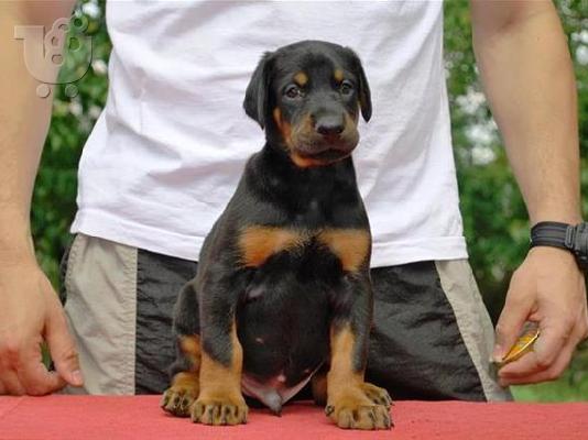 Pomeranian καθαροαιμα Αθηνα-Θεσσαλονικη-Νησια dogsmania.gr 6979314054...